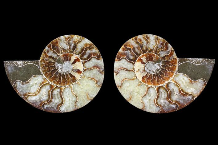 Cut & Polished Ammonite Fossil - Agatized #82269